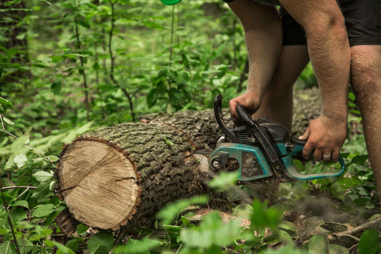 Best Tree Clearing Services  in Big Sky, MT